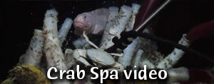 crab spa