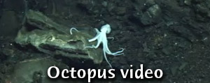octopus