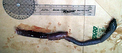 During Gary and Bob's dive, Blee collected another biological sample, a tube worm. This large worm, commonly called a "riftia," was extracted from its casing and preserved for future biological study. 