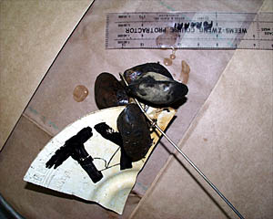 A temperature probe, called a "HOBO," that Dan put into one of the hydrothermal vents almost one year ago has made some new friends. Attached to a block of lightweight material tied to the HOBO were four mussels.