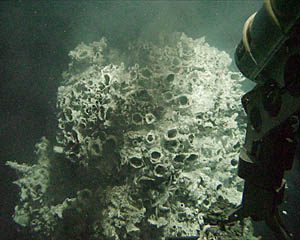 The Alvinellid chimney sampled for Prof. Rachel Haymon of the Univ. of California - Santa Barbara. See today's Daily Journal for a description of the research planned for the samples from this vent. Distance across the bottom of the photo is about 2 meters.