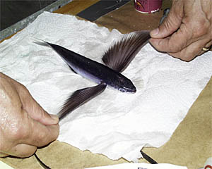A flying fish that flew aboard R/V Atlantis last night. The poor fellow was probably attracted by the ship's lights, possibly as it was trying to escape being eaten by a bigger fish. 