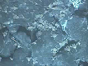 A frame-grab from one of Argo II’s video channels showing a close-up view of part of the hydrothermal field. The narrow white tubes at upper right are tubeworms, and the tan colored animals on stalks may be sponges, but we are not sure. We are asking our vent biology shore-based colleagues, Dr. Cindy Van Dover of the College of William & Mary, and Dr. Tim Shank of Woods Hole Oceanographic, to help us identify them. We will let you know what they think they are.