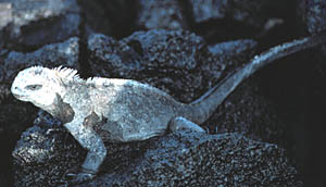 A marine iguana on a rock at the water’s edge. Marine iguanas are only found only in the Galapagos Islands. They can stay submerged for over an hour, and eat mostly seaweed. They remove salt ingested while they eat seaweed using a special gland in their nostrils. Often their heads are coated with salt as a result of expelling the excess salt.