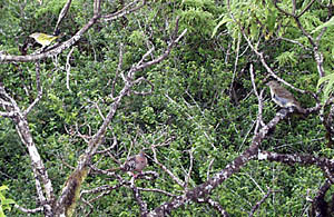 The Galapagos Islands are famous for their birds, especially the finches. Two different types of finch: a goldfinch on the left and another on the right. The bird in the center is a Galapagos dove.