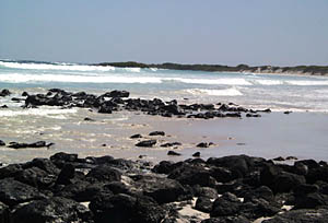 Some of the crew and science team spent the last few hours of our port call today swimming and surfing at Tortuga Bay. This coral sand beach is 2 km west of the town of Puerto Ayora. 