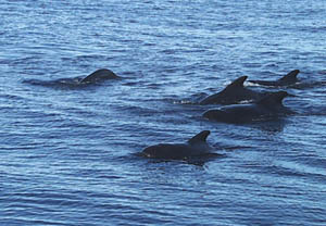 Several pods of short-finned pilot whales kept R/V Melville company during most of today. They swam leisurely around the ship, sometimes coming as close as a few tens of meters. We also saw several female pilot whales with small calves swimming by their sides.