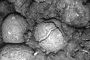 Pillow lava photographed with the digital electronic camera on Argo II. So far on this cruise, we have collected nearly 20,000 images of young seafloor lava flows!