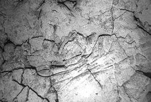 A digital photograph of sedimented-dusted, curtain folded lobate lava also at a depth of 3500 meters in the Galapagos Rift valley. The distance across the image is about 4 meters.