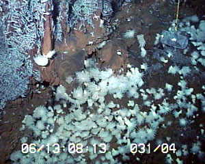 Anemones gather at the base of the shrimp-covered chimneys. ROV Jason placed a crab trap (top right) on the seafloor early this morning and will pick it up later tonight.  
