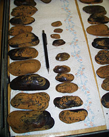  After dissecting the mussels, biologists line up rows of shells for measurement. The bigger the shell, the older the animal. 