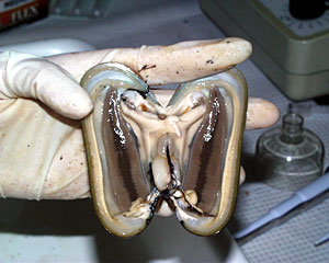 These open mussels show their rose-colored gills. This is where bacteria live that make food for the mussel, a process called symbiosis. The black byssus threads in the middle of the mussel are used for movement and for attaching to rocks and other surfaces.