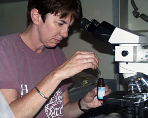 Microbial biologist Colleen Cavanaugh prepares a slide to observe symbiotic bacteria.  
