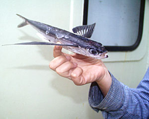 A flying fish thought it was escaping a predator but ran out of luck when it landed on Knorr’s deck. Flying fish glide rather than flap their finned wings. When gliding over the water, they propel up with rapid beats of their tail on the sea surface to stay airborne. They can sometimes “fly” for tens of meters across the ocean surface.