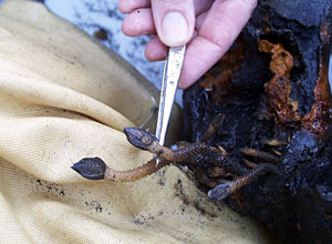 A close-up view of the barnacles collected from the vent site. Notice the pale, fan-like feeding appendage at the tip. Barnacles use the appendage to filter-feed tiny organisms from the water.  