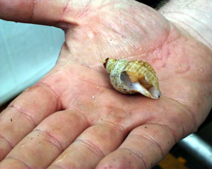 This delicate looking snail is called Phymorhynchus. It can grow up to two-inches and is a scavenger. The meaty-looking substance inside the shell is the snail’s foot, which it uses for locomotion.  