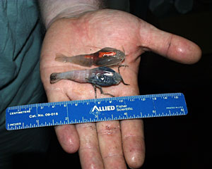 These are Rimicaris shrimp. The shrimp on top has recently molted. We know this because its exoskeleton is clear. This compares with the other shrimp that is colored blue-black from feeding on sulfide bacteria. The shrimp on top is a female -- you can see the orange-colored eggs along the sides of her body.