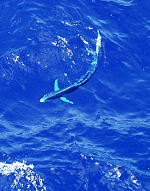 A dolphin fish, also known as mahi-mahi or dorado, pays a visit to Knorr. It lives in tropical and temperate waters worldwide. It is a popular sport fish and delicious to eat.  