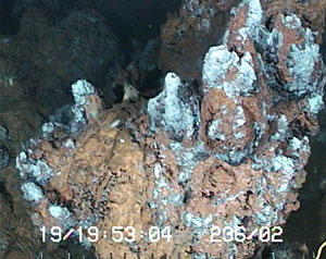 This is a complex of small chimneys covered in white bacterial mats. The reddish brown surface develops when the sulfides oxidize and form rust, similar to the rust you might find on a car. 
