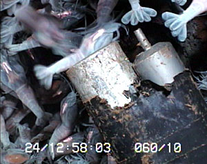 Shrimp are collected from the surface of a vent chimney using a suction sampler which acts like a deep-sea vacuum cleaner. “Slurping” is the most efficient way to collect shrimp from these vents.  