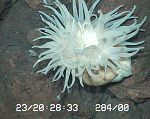 White anemone on the side of a hydrothermal chimney photographed from ROV Jason at 3281 meters depth. These carnivorous anemones are very abundant at the Edmund field and have been seen capturing and eating the swarming shrimp.