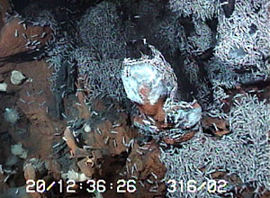 A two-tone hydrothermal chimney. The black top portion has a spongy texture and the fluids ooze out along its surfaces. The white portion is bacteria that covers the chimney structure. Shrimp congregate in areas where hydrothermal fluids seep out of the seafloor.