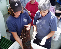 Reysenbach & Goffredi