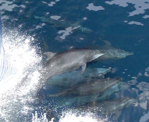  Porpoises riding the bow wave as Roger Revelle heads out to sea.  