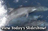 View Today's Slideshow!