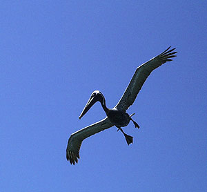 A brown pelican flies past. 