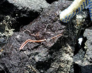 Tiny serpulid worm cases (fan worms) were seen on many of the rocks we brought up. Unfortunately, this one was just an empty shell. 