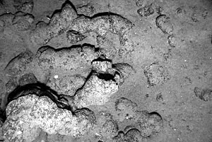 This photo shows a pillow lava flow, similar to ones we have been dredging on the rift zones of Fernandina and Isabela. Photos like this allow us to check our geological interpretations based on the MR1 sidescan sonar maps. The scale across the image is about 4 meters.