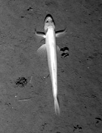 This fish was photographed swimming along the seafloor at 3200 meters depth last night. It is probably pointing in the direction of the current at the seafloor to help it catch food. We are hoping to hear back from Dr. Tim Shank at Woods Hole Oceanographic to help us identify this benthic fish.