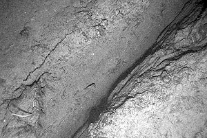  A large fissure, or crack, in the seafloor. This crack probably was formed when the lava flow erupted from the vent. The scale of the photograph is approximately 3 meters across. 