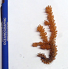  This soft coral was also recovered in the rock dredge this morning. Soft corals attach to rocks by a stalk and can grow up to several meters high. Pencil is for scale. 