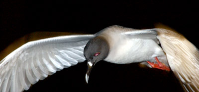 One of the many swallow-tailed gulls that feed in our wake after the sun sets. As the only nocturnal gulls in the world, they fish at night to avoid competition with the larger birds, such as the frigates. JJ Becker took this photo.