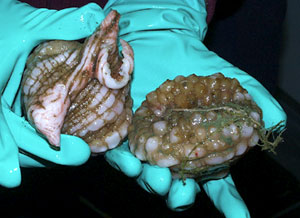 These giant deep-sea anemones came up in dredge 37 and are called Phelliactis robusta. They live in soft sediments feeding off small invertebrates that pass by in the bottom current. The right anemone shows the top of the animal and the left shows the base curled up.