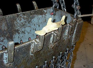 “Hammy,” our waxwork hammerhead shark (made by Ben Grosser out of left over wax from the rock corer), investigates what is in the rock dredge. 