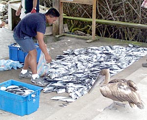  As fishermen bring their catch into Puerto Ayora the pelicans wait for their share. 