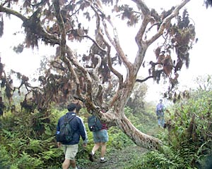 On the walk around the National Park we came across this Scalecia tree. These trees are the largest member of the sunflower and daisy family.  
