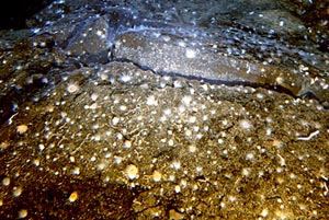  Numerous small anemones cover young volcanic rocks at the diffuse flow vent site discovered yesterday.