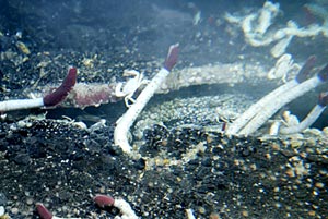  Young tubeworms wave their red plumes in the diffuse fluids venting from cracks in the volcanic rock. 