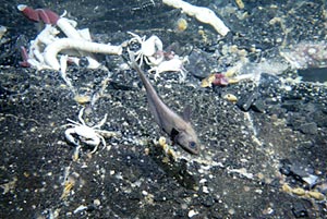  Tubeworms, mussels, and crabs dominate the community at the vent site found yesterday. Hydrothermal environments provide a good source of food for fish. 