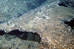 Serpulids or “feather duster worms” cover the surface of a fresh sheet flow of lava at the outer edges of the newly named Rosebud vent field. The lava is very glassy, but it also has a light dusting of sediment on its surface.