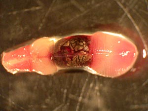  Last night, biologists looked at a baby tubeworm under a microscope. The middle brown section is the part of the worm where all the bacteria live. The left-hand end is the bright red plume that sticks out of the worm’s tube. Between the plume and the bacteria is the collar that holds the worm inside the tube.