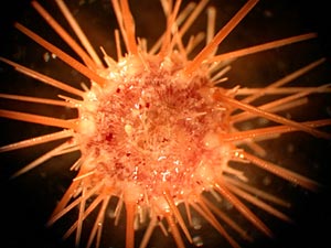 This sea urchin was found in Alvin’s basket last night after everything had been removed. It is very small—its body is only about 1 cm in diameter.