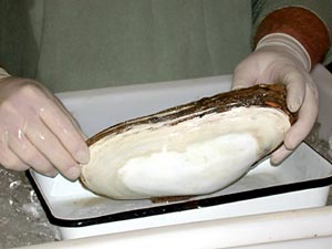  The clams brought back from the seafloor today were up to 23 cm long!