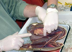 An open clamshell shows the clam’s red color. The clams contain a modified type of hemoglobin—the same protein that makes human blood red—to distribute oxygen, carbon dioxide and hydrogen sulfide to microorganisms that live within its tissue.