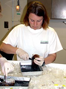 Graduate student Lara Kemper opens a mussel from the vent field discovered today.