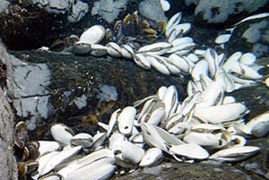 Looks like a great dinner in the making! But these clams and mussels at the new vent site do not look so edible when they are opened up.